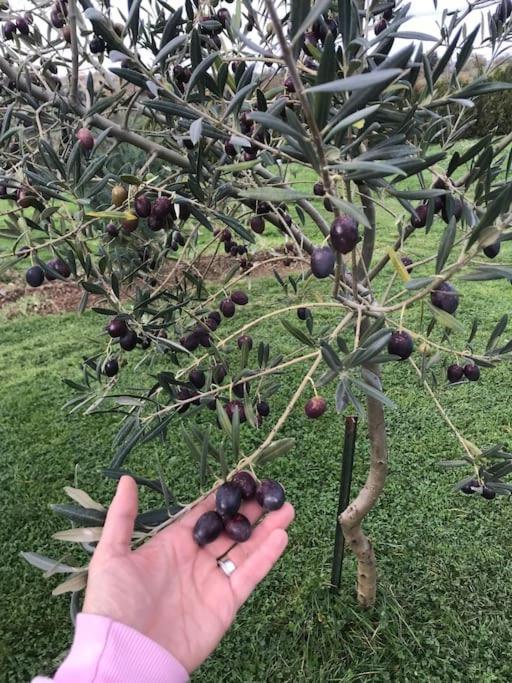 Quinta Pedro E Ines Villa Bragança Eksteriør bilde